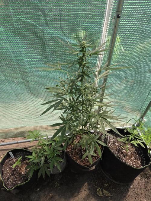 King Louis Auto. Week 6