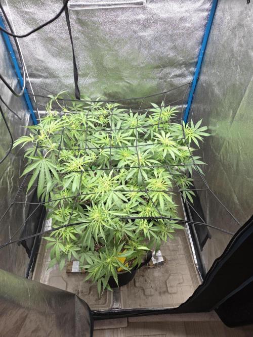 O.G. Kush. Week 8