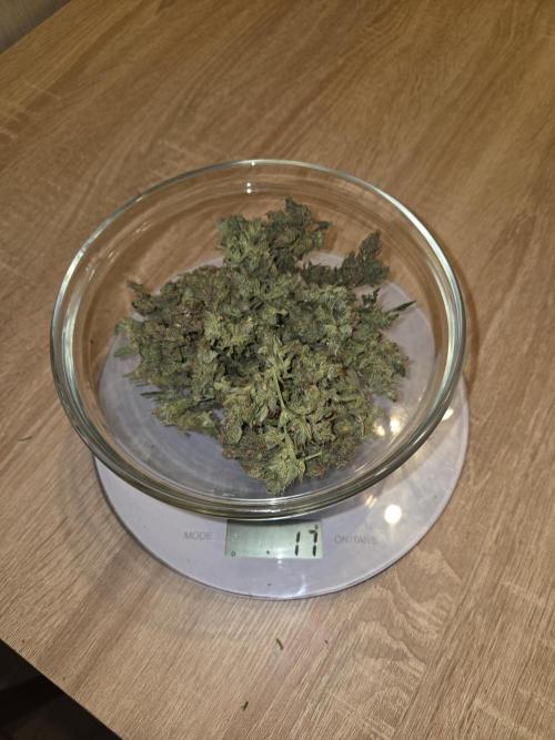 Special Queen Auto. Week 12