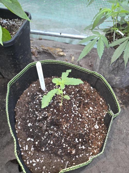 Super Silver Haze. Week 3