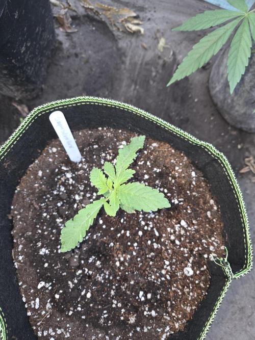 Super Silver Haze . Week 3