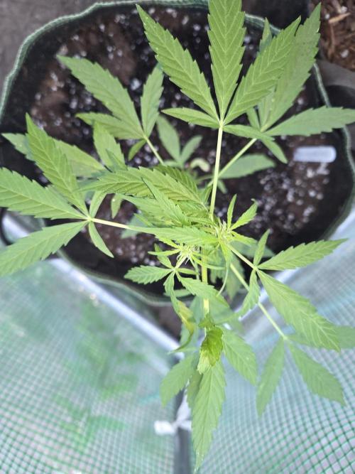 Godfeather OG F1 Auto. Week 5