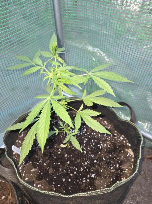 Godfeather OG F1 Auto. Week 5