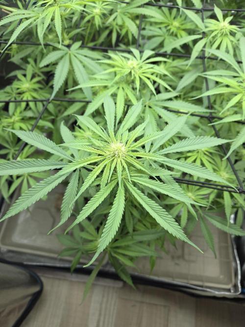 OG Kush. Week 9 - #1