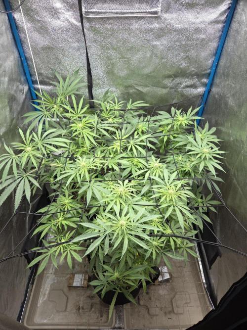 OG Kush. Week 9 - #1 vorne
#2 Hinten rechts