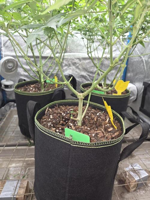 OG Kush. Week 9
