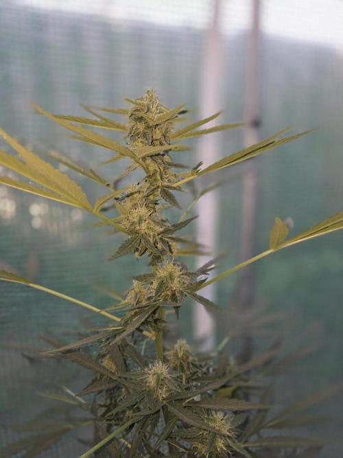 King Louis Auto. Week 7