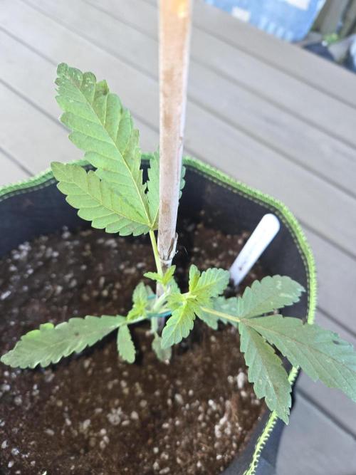 Super Silver Haze. Week 4