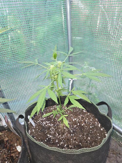Godfeather OG F1 Auto. Week 6