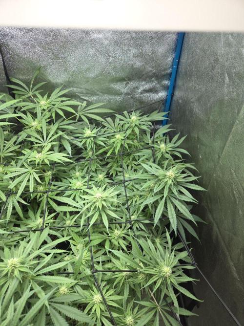 OG Kush. Week 10
