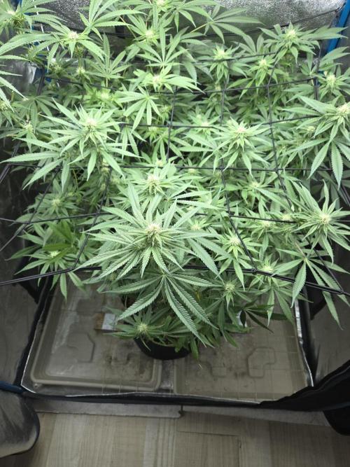 OG Kush. Week 10