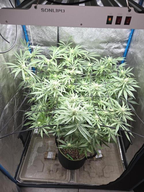 OG Kush. Week 10 - #1: vorne
#2: rechts
