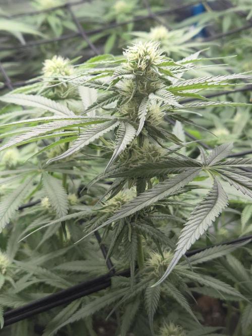 OG Kush. Week 10