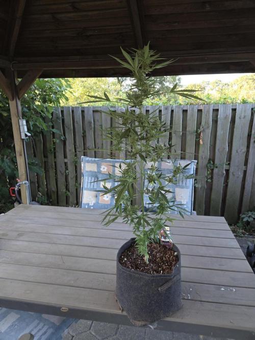 King Louis Auto. Week 8