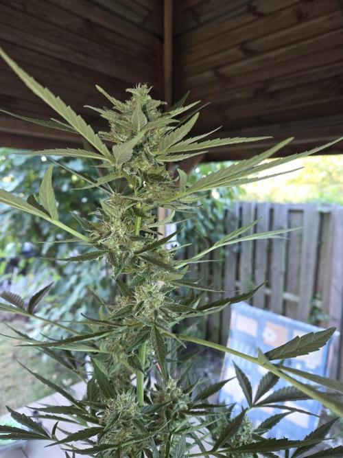 King Louis Auto. Week 8