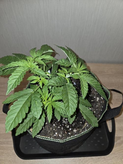 Super Silver Haze. Week 5