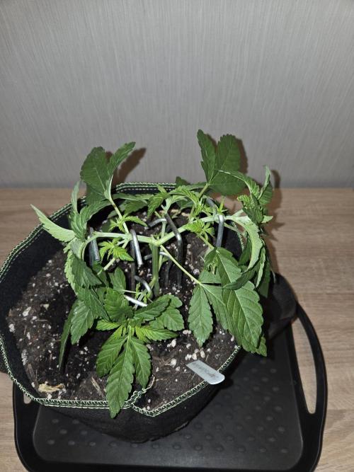 Super Silver Haze . Week 5