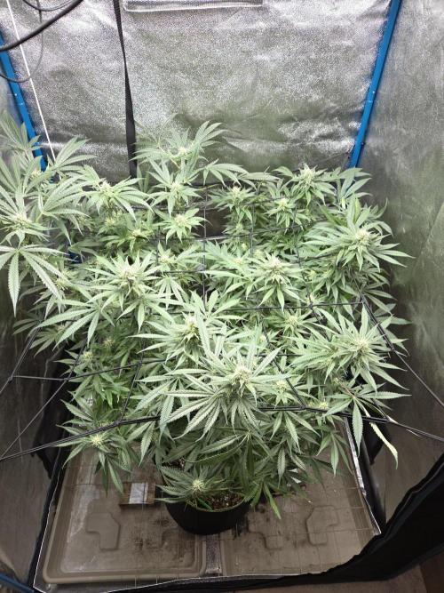 OG Kush. Week 11 - #1: vorn
#2: oben rechts