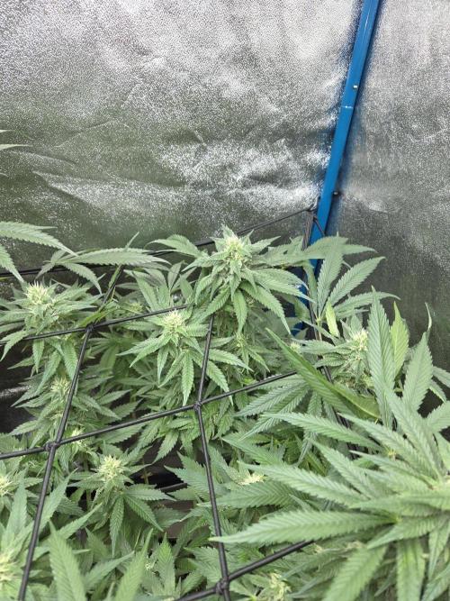 OG Kush. Week 11 - #2
