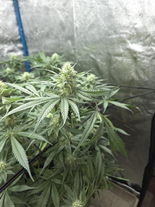 O.G. Kush. Week 11