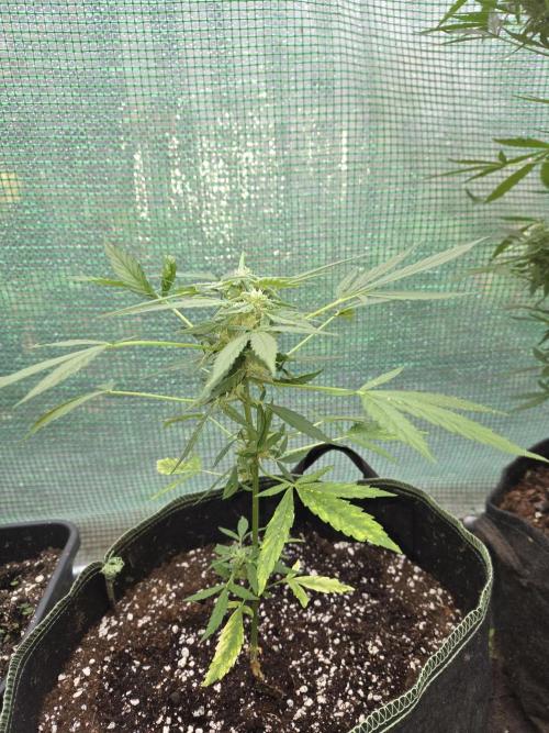 Godfeather OG F1 Auto. Week 7