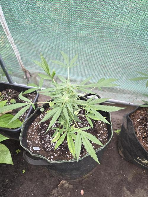Godfeather OG F1 Auto. Week 7
