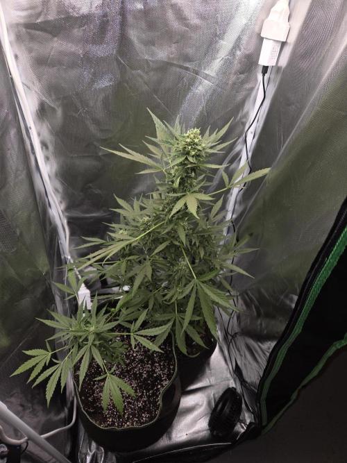 King Louis Auto. Week 9