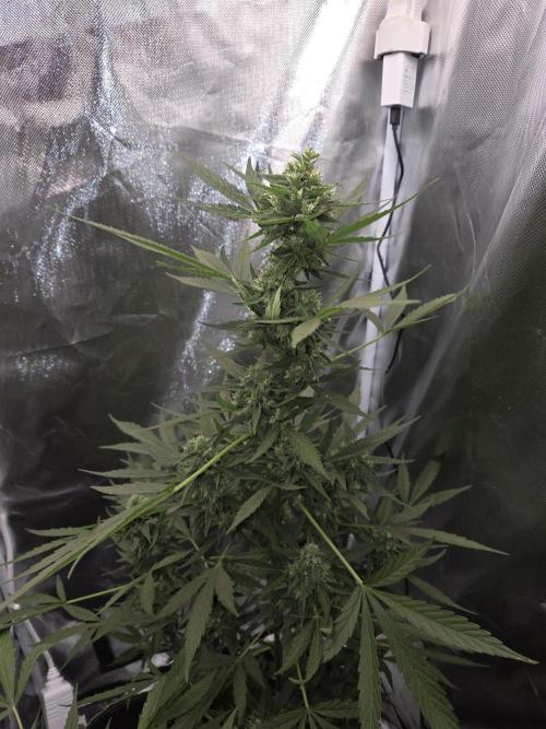 King Louis Auto. Week 9