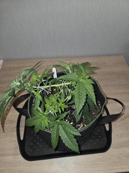 Super Silver Haze . Week 6