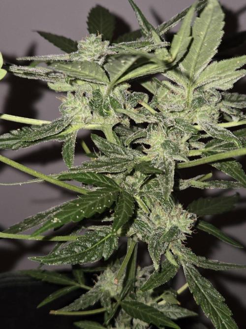 Godfeather OG F1 Auto. Week 8