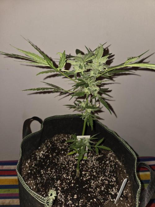 Godfeather OG F1 Auto. Week 8