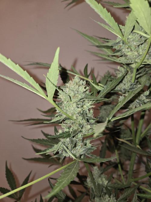 King Louis Auto. Week 10