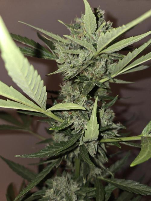 King Louis Auto. Week 10