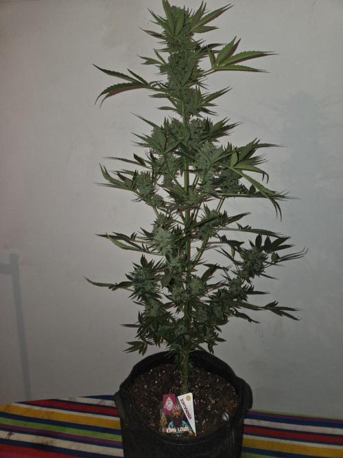 King Louis Auto. Week 10