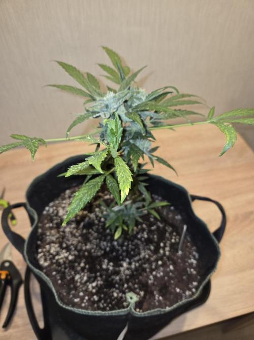 Godfeather OG F1 Auto. Week 9 - vor Trimm