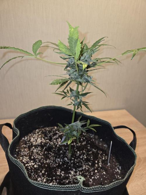 Godfeather OG F1 Auto. Week 9 - vor Trimm