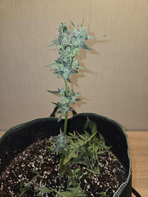 Godfeather OG F1 Auto. Week 9 - nach Trimm