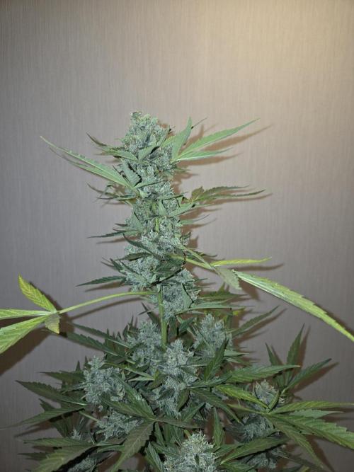 King Louis Auto. Week 11 - Vor Trimm