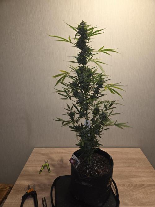 King Louis Auto. Week 11 - Vor Trimm