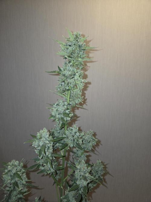 King Louis Auto. Week 11 - Nach Trimm