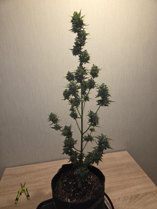 King Louis Auto. Week 11 - Nach Trimm