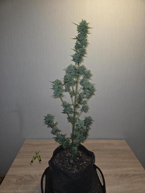 King Louis Auto. Week 11 - Nach Trimm