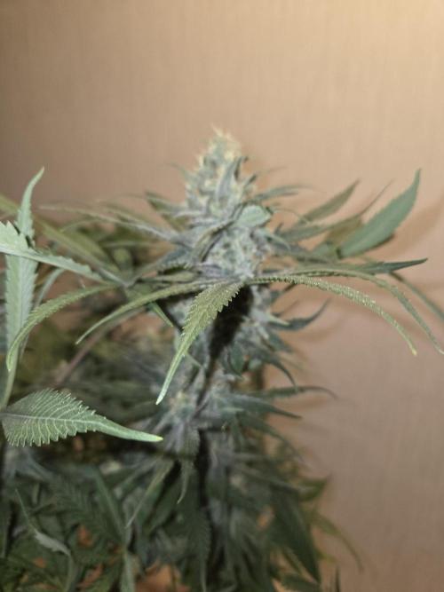 OG Kush. Week 13 - #1