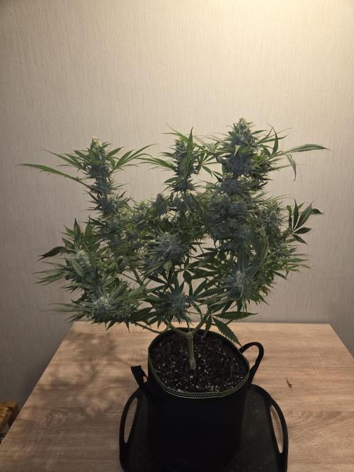 OG Kush. Week 13 - #1