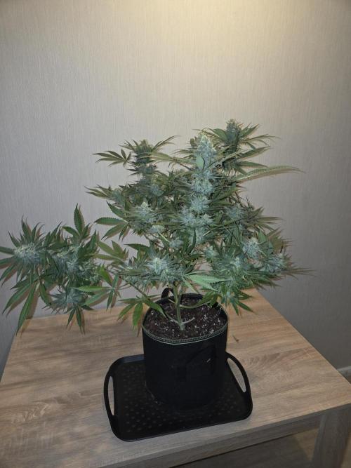 OG Kush. Week 13 - #1