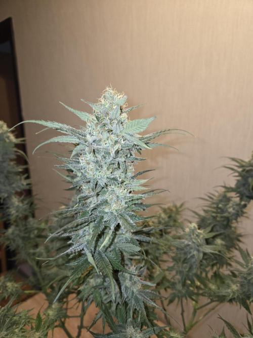OG Kush. Week 13 - #1