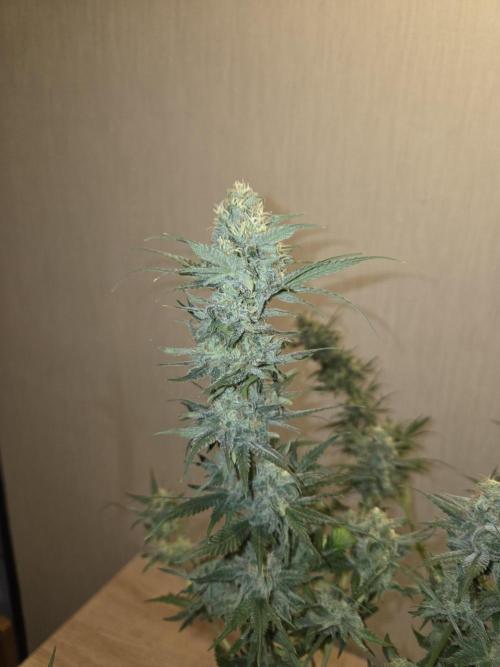OG Kush. Week 13 - #1