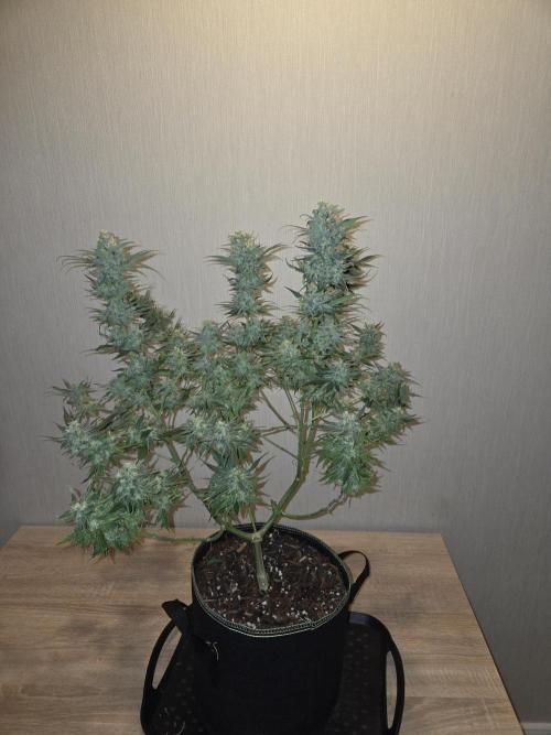 OG Kush. Week 13 - #1