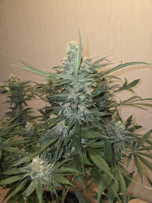 OG Kush. Week 13 - #2