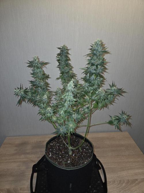 OG Kush. Week 13 - #2